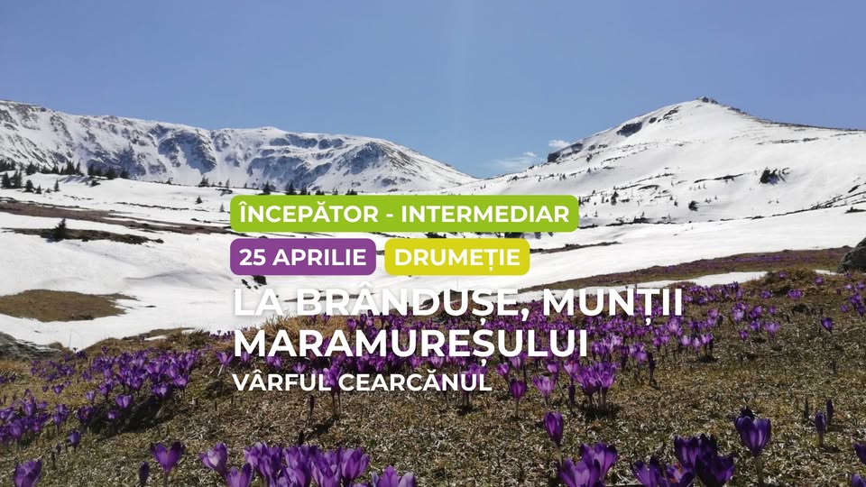 Drumeție începător – intermediar: La brândușe în Munții Maramureșului, Vârful Cearcănul