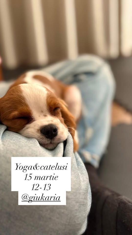 Yoga&cațeluși