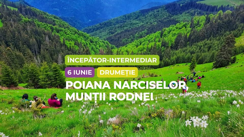 Drumeți începător – intermediar: Poiana Narciselor, Munții Rodnei