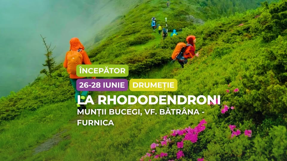 Drumeție începător: Rhododendron în Bucegi, Vârful Bătrâna –  Furnica