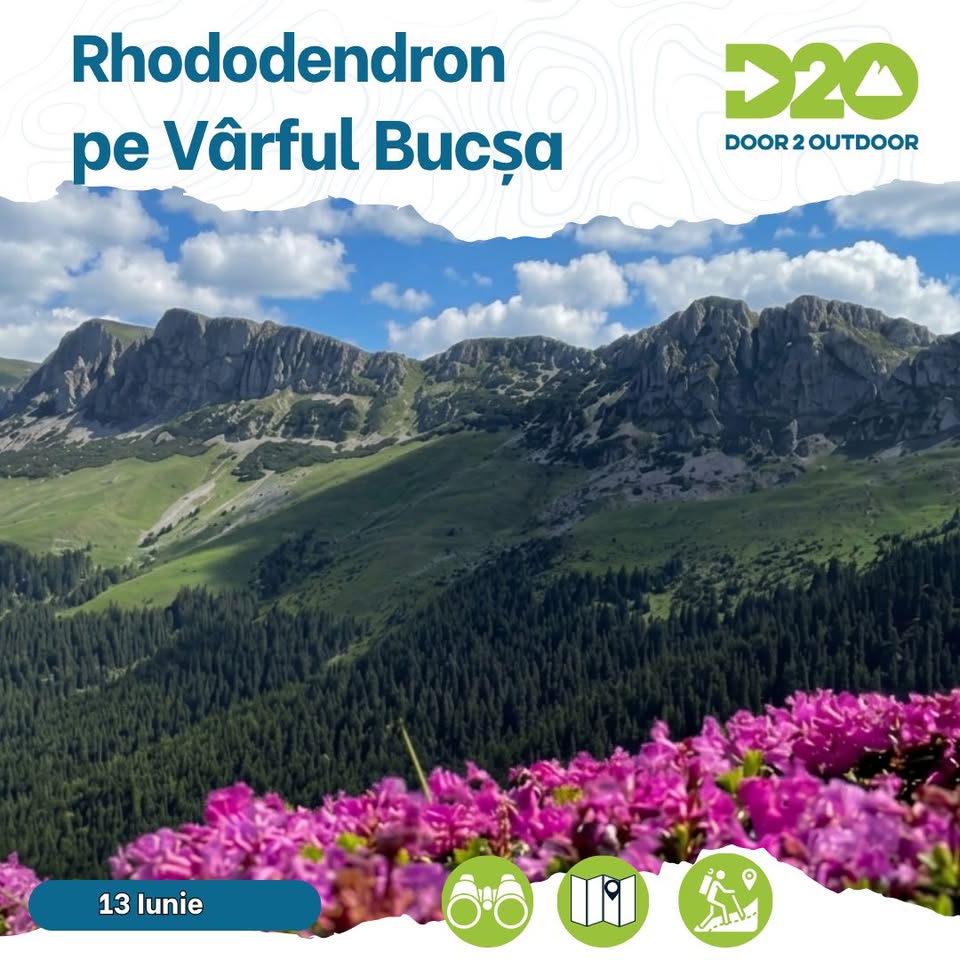 Rododendron pe Vârful Bucșa