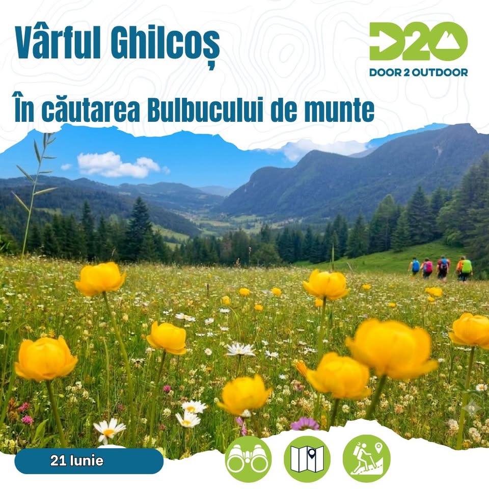 Vârful  Ghilcoș;  În căutarea Bulbucului de munte