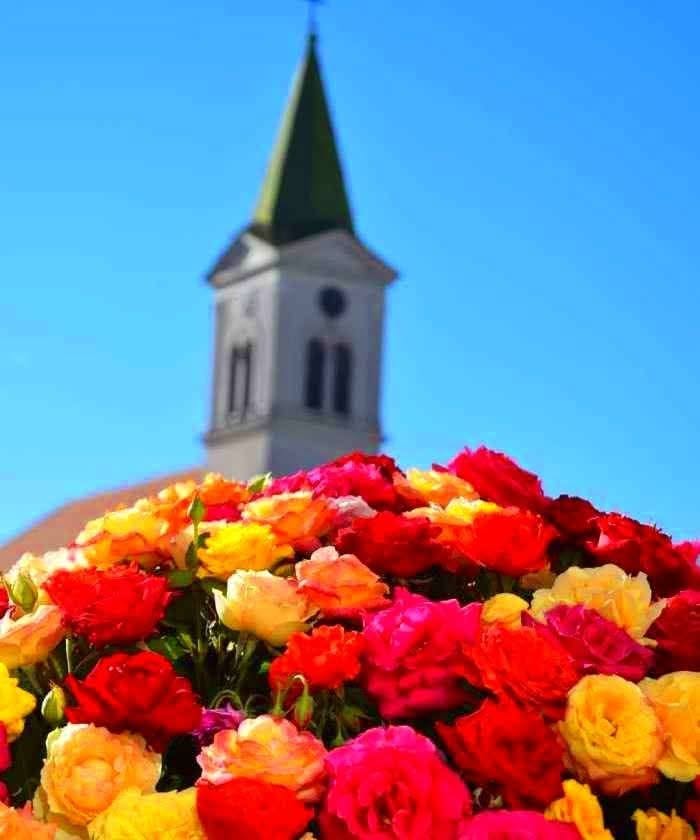Festivalul trandafirilor din Ciumbrud