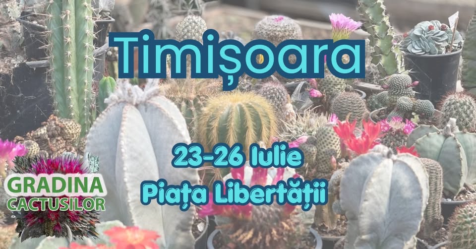 Cactuși la târg “Lavanda Fest” Timișoara